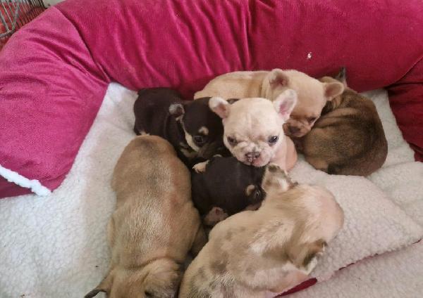 Cuccioli di bulldog francese meravigliosi